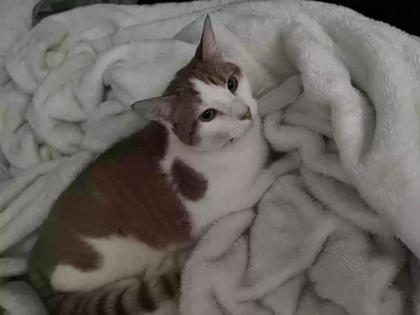 Lost cat in Oceanside, CA, 92058