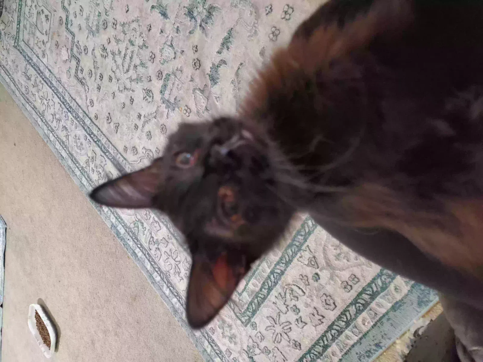 Lost cat in Mesa, AZ, 85201