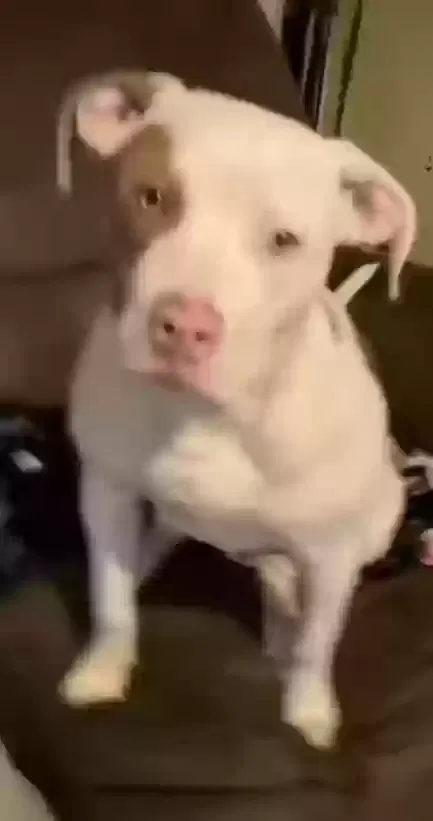 Lost dog in Glenmora, LA, 71433