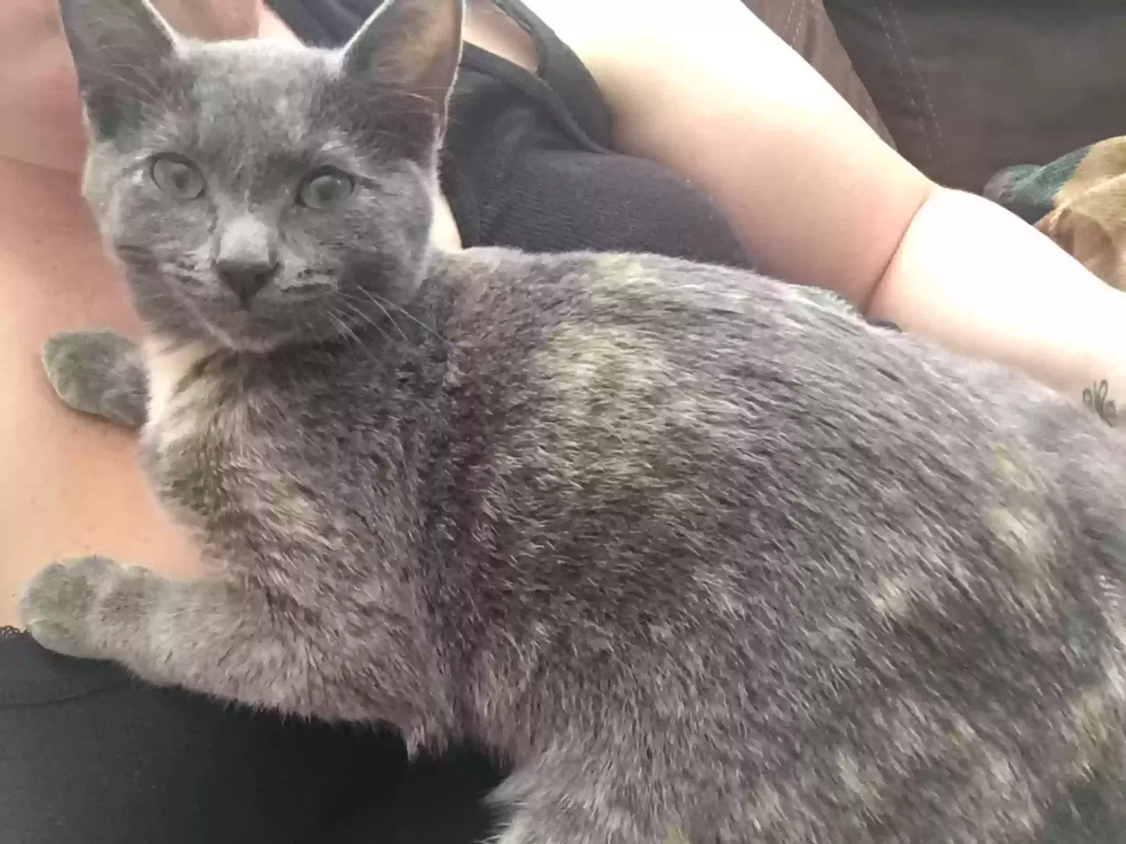 Lost cat in Port Saint Lucie, FL, 34952