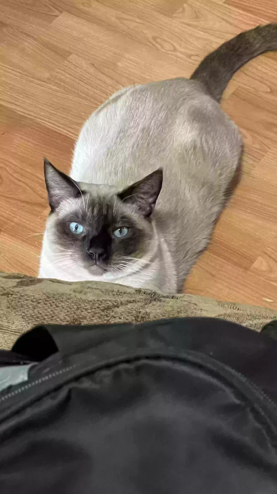 Lost cat in San Marcos, CA, 92069