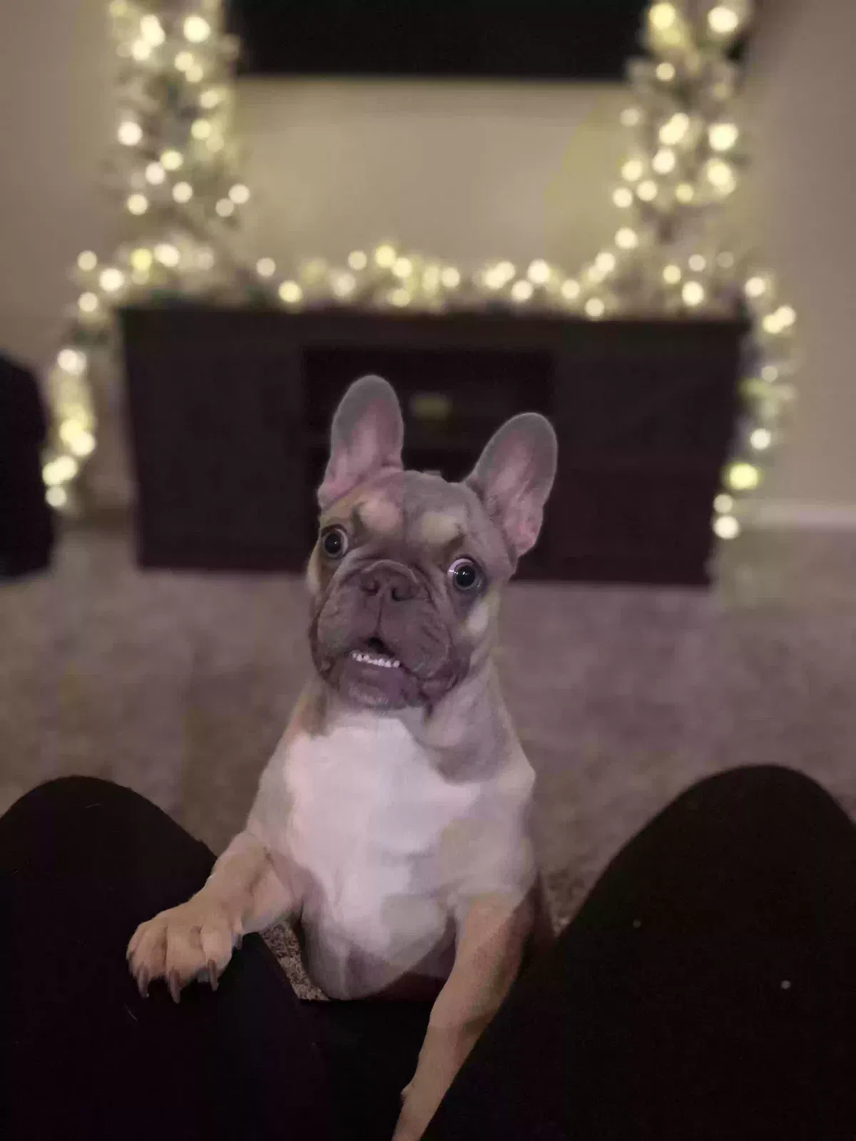 Lost dog in Fresno, TX, 77545