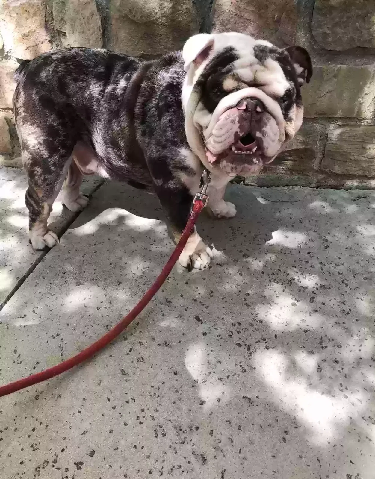 Lost dog in Fort Worth, TX, 76105