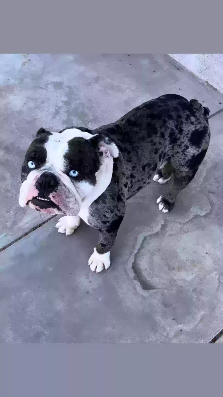 Lost dog in Colton, CA, 92324