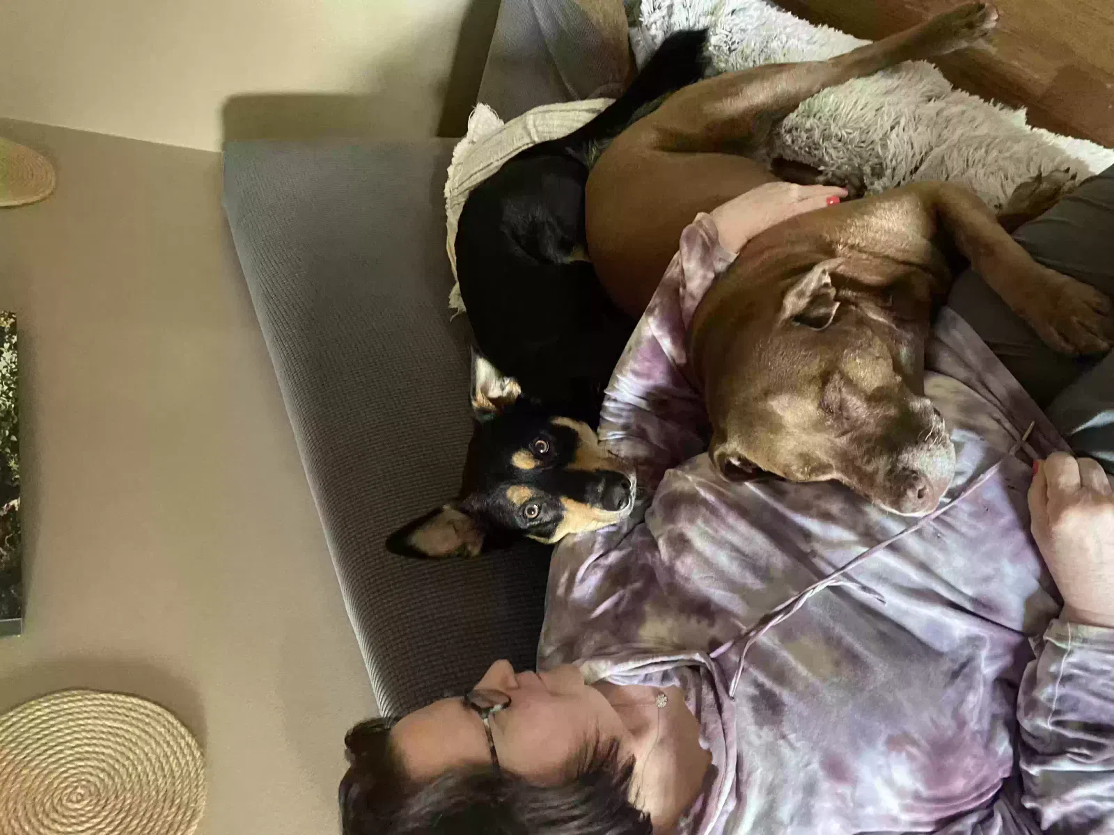 Lost dog in Little Rock, AR, 72227