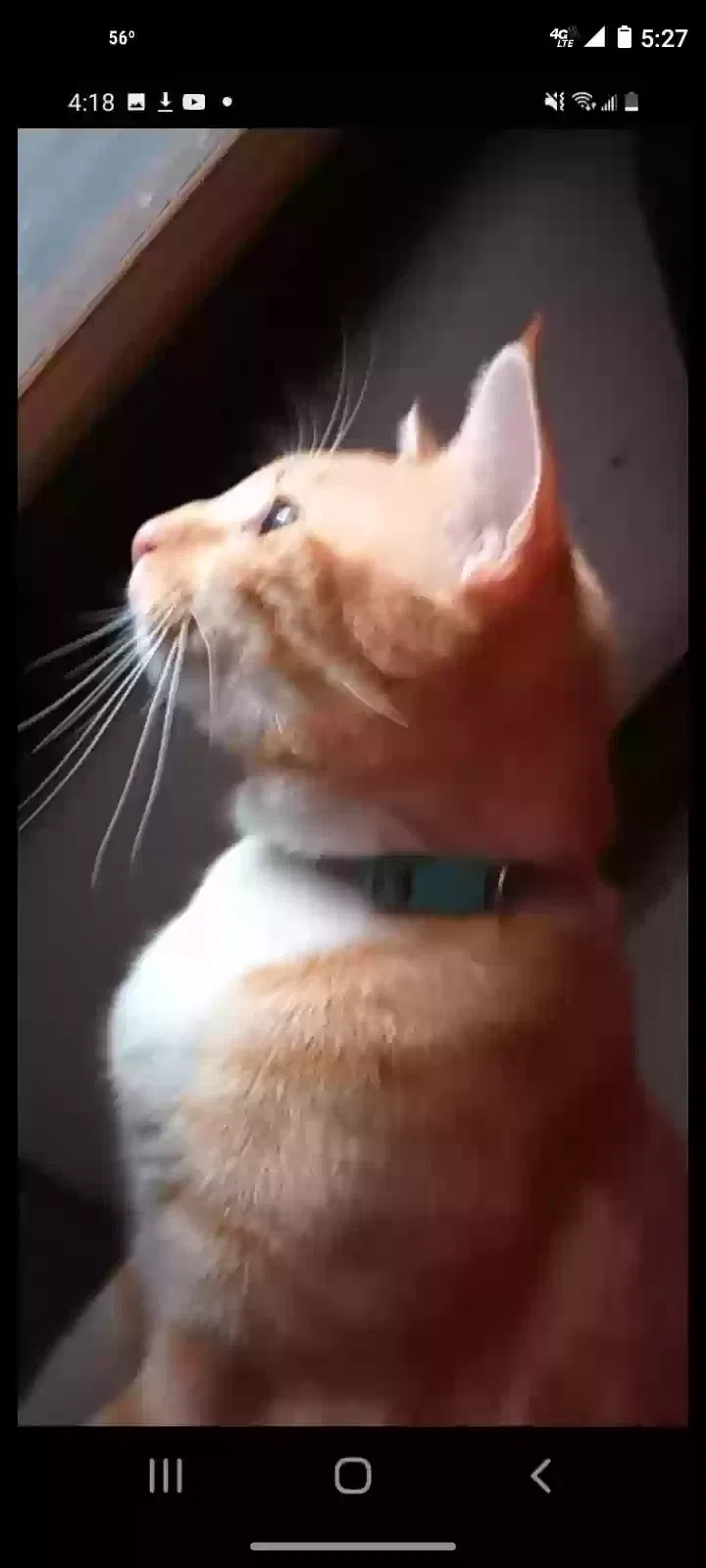 Lost cat in Vancouver, WA, 98685