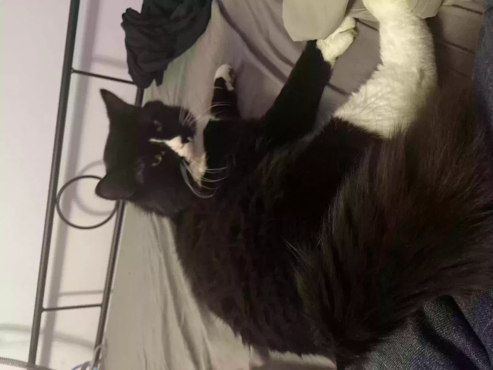 Lost cat in Auburn, WA, 98092