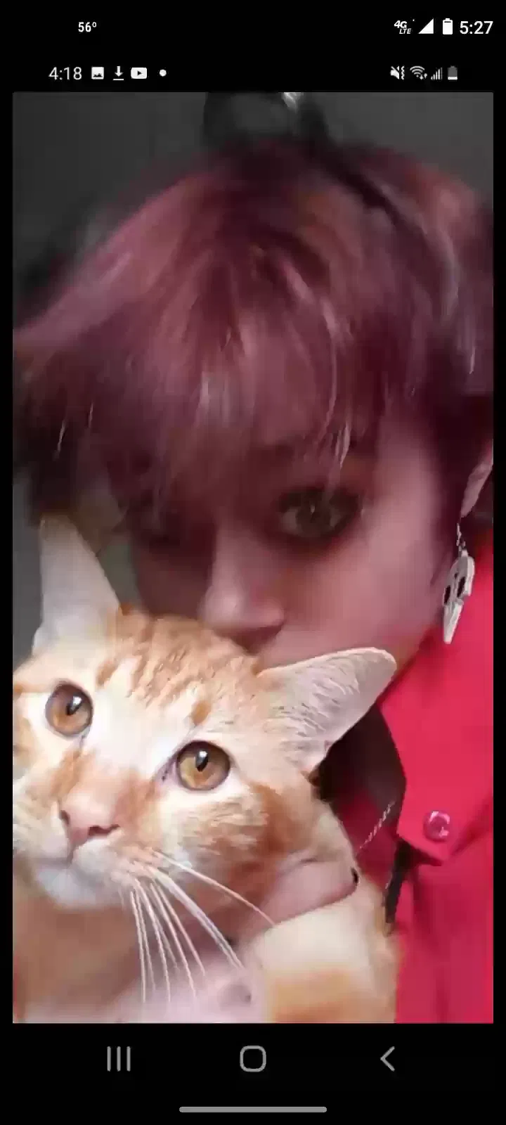 Lost cat in Vancouver, WA, 98685