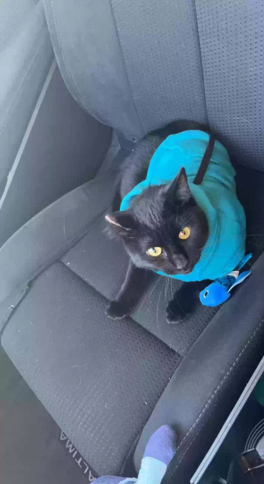 Lost cat in Wichita, KS, 67219