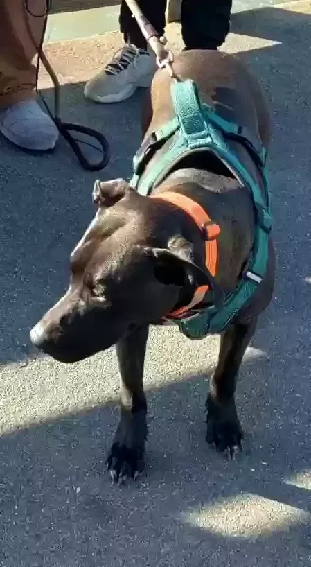 Lost dog in Emeryville, CA, 94608