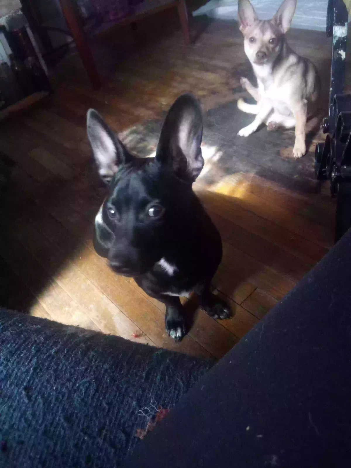 Lost dog in Wadesboro, NC, 28170