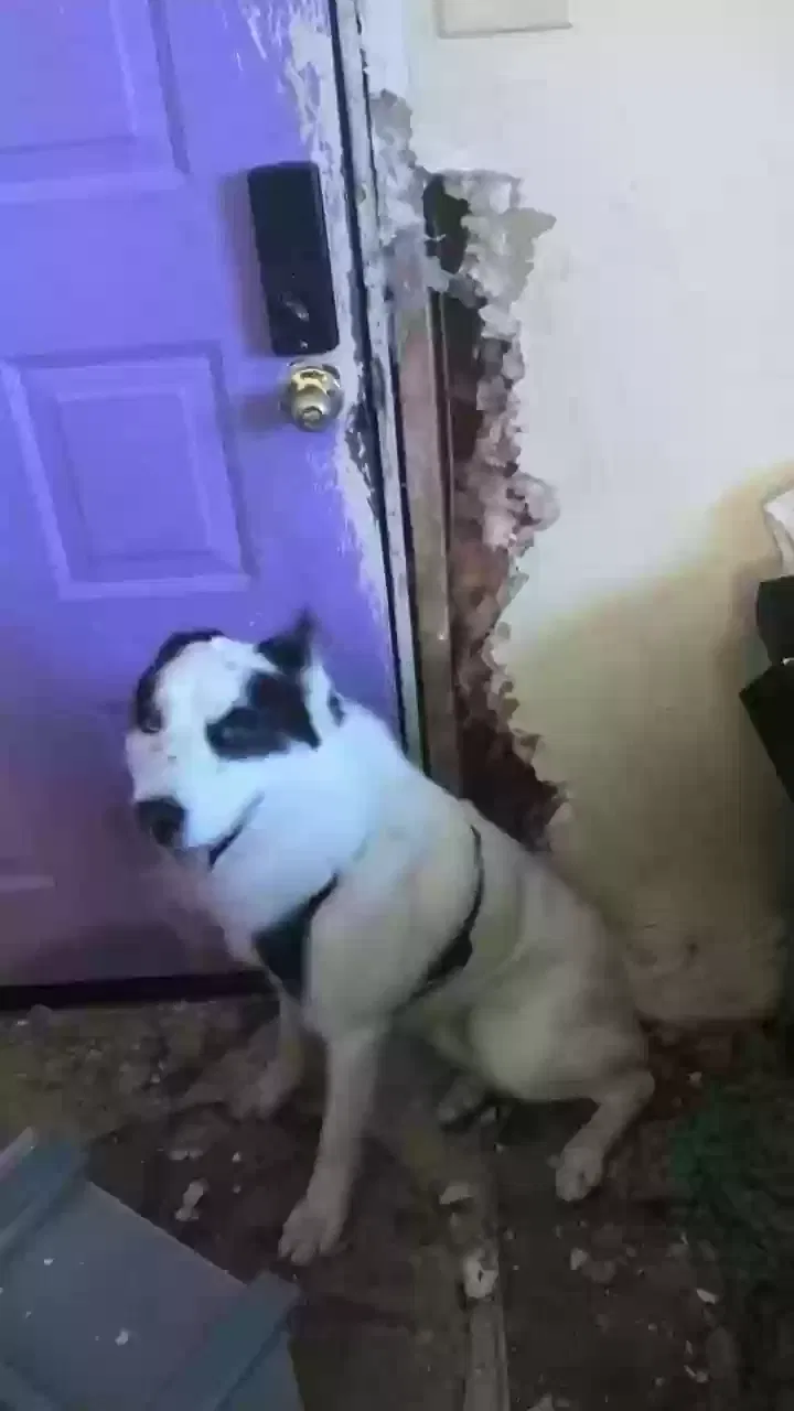 Lost dog in Connellys Springs, NC, 28612