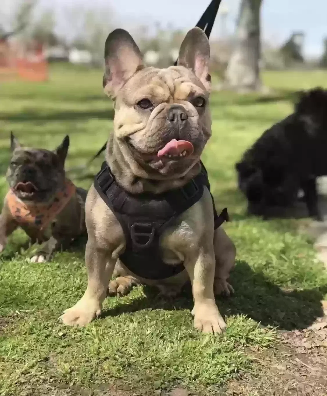 Lost dog in Bakersfield, CA, 93304