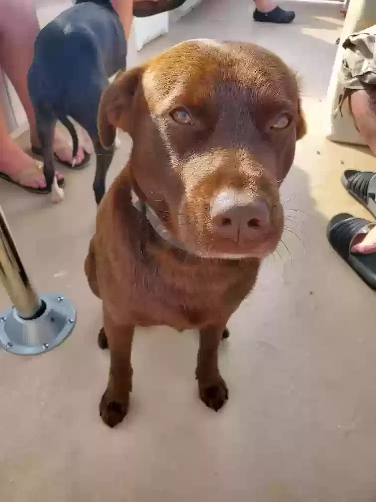 Lost dog in Tallassee, AL, 36078