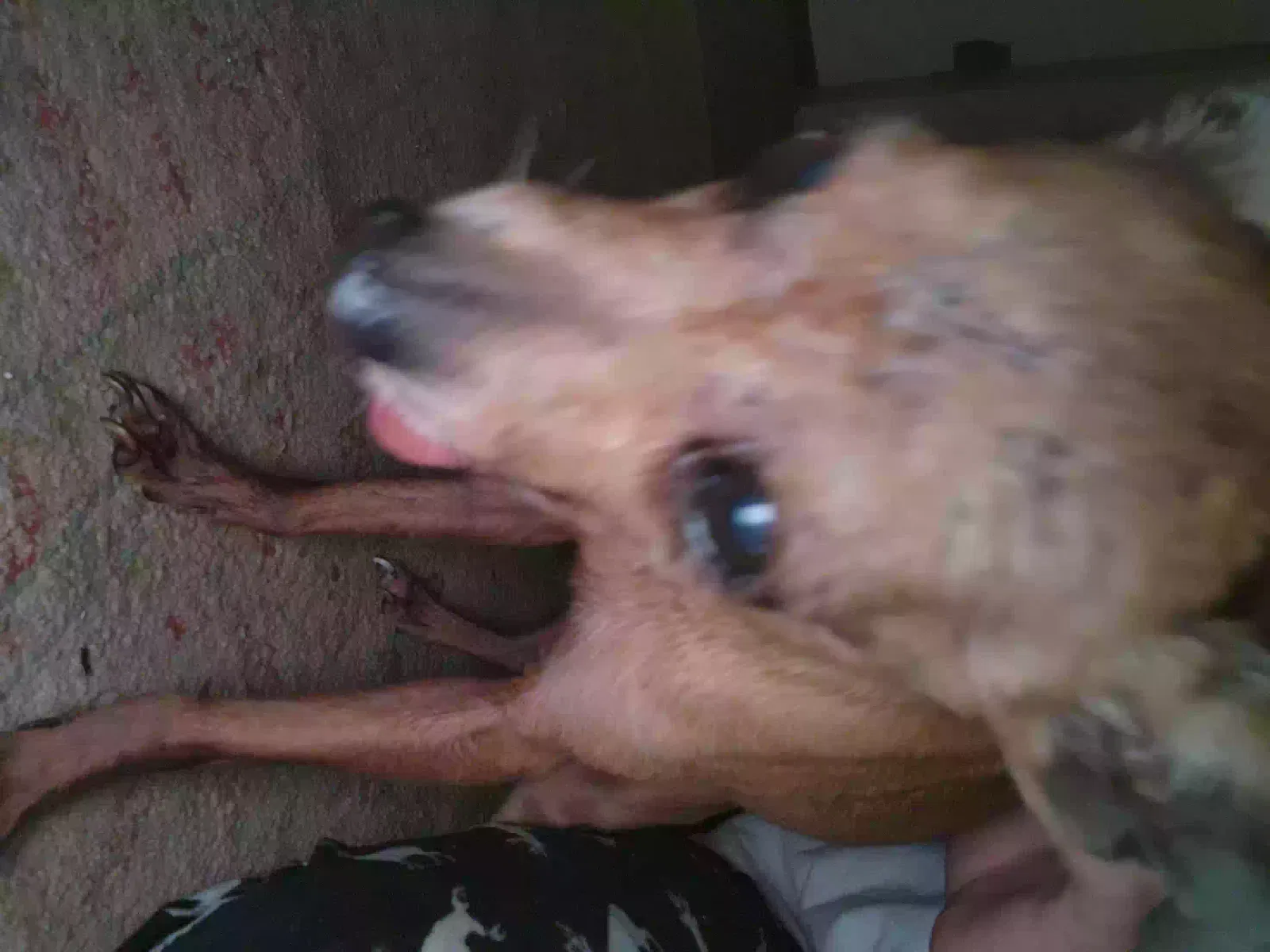 Lost dog in Wadesboro, NC, 28170