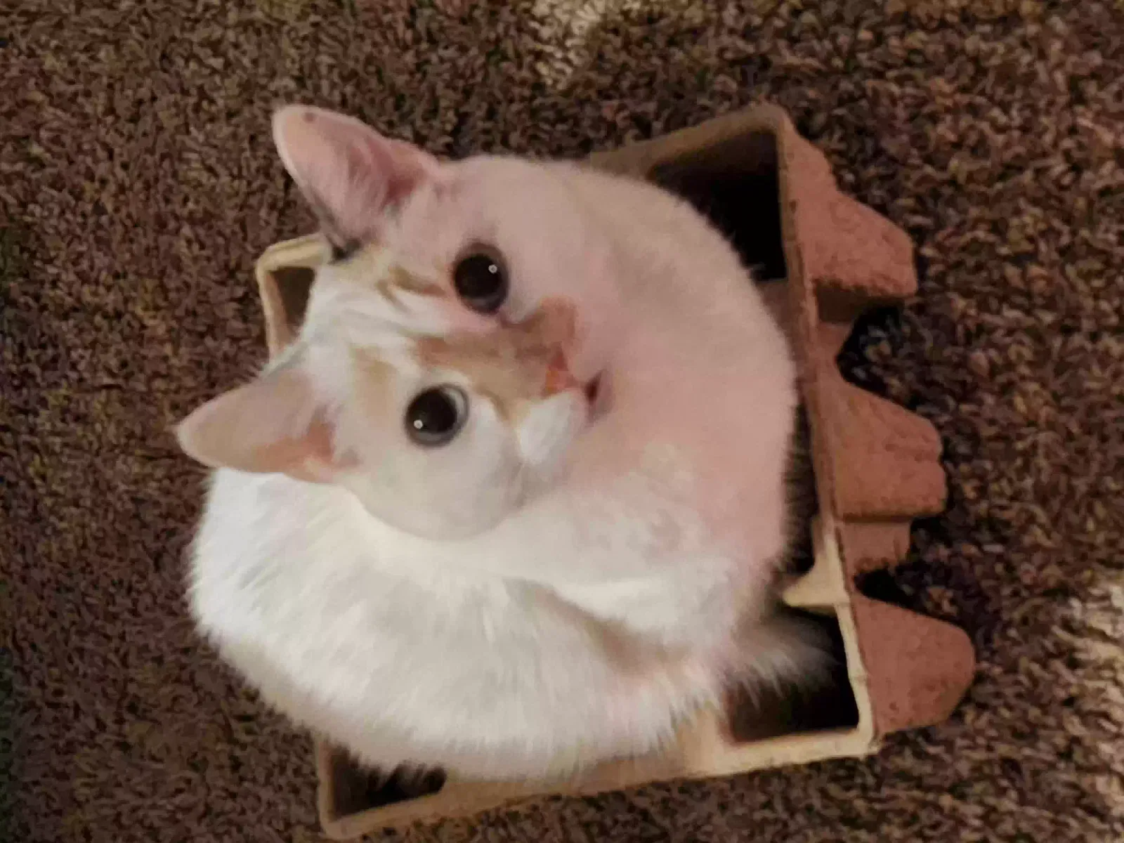 Lost cat in Edmond, OK, 73013