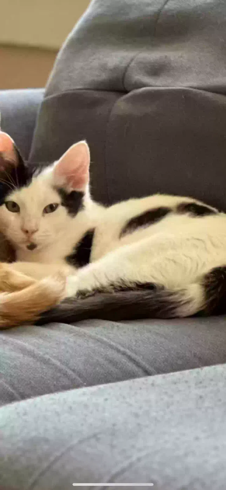 Lost cat in Norfolk, VA, 23509