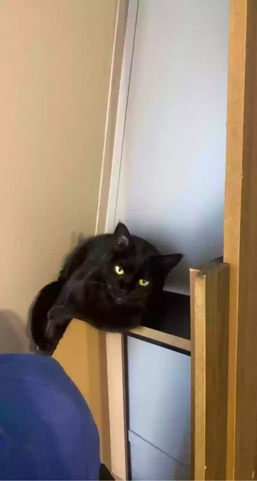 Lost cat in Belton, MO, 64012
