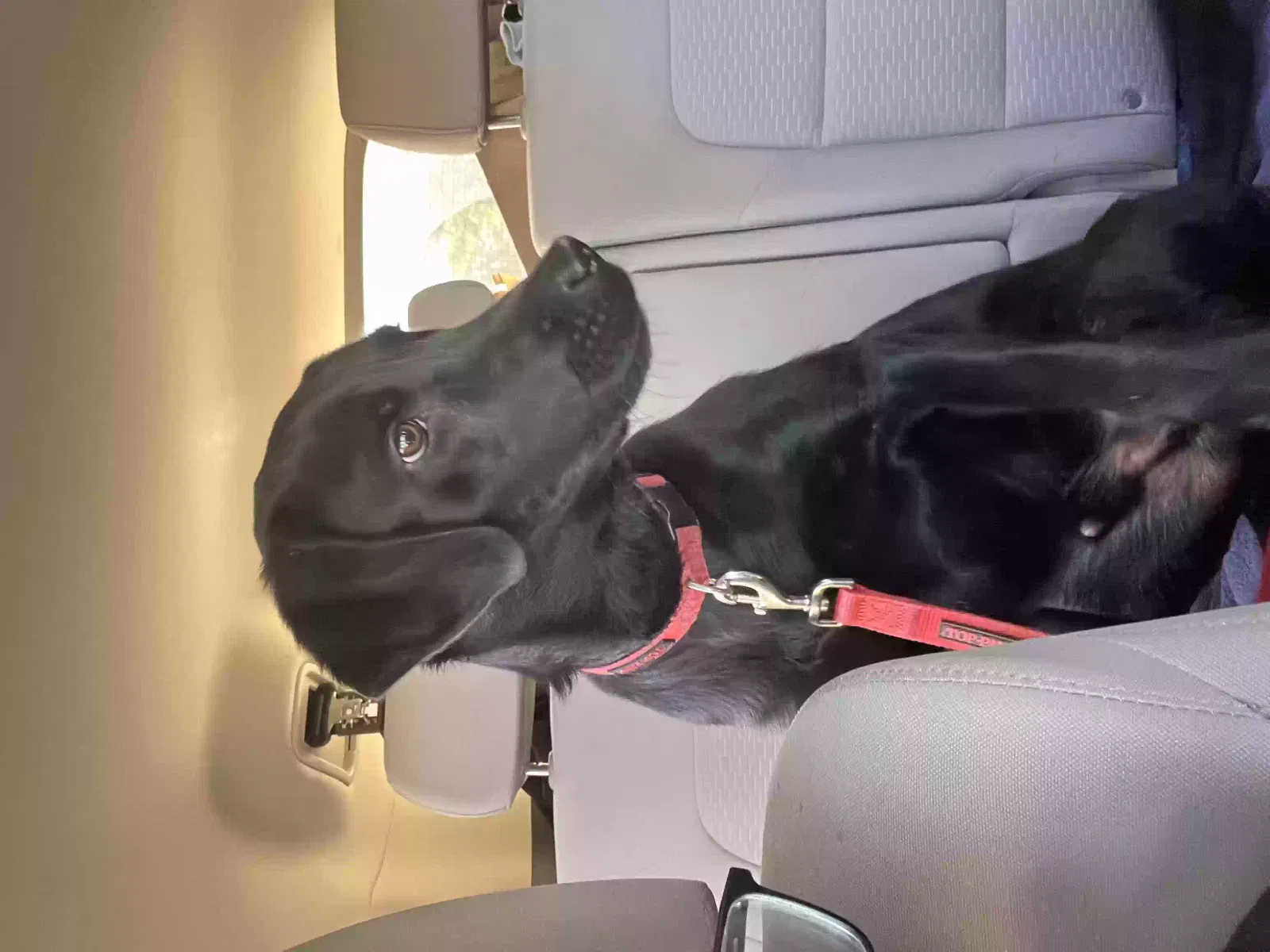 Lost dog in Little Rock, AR, 72201