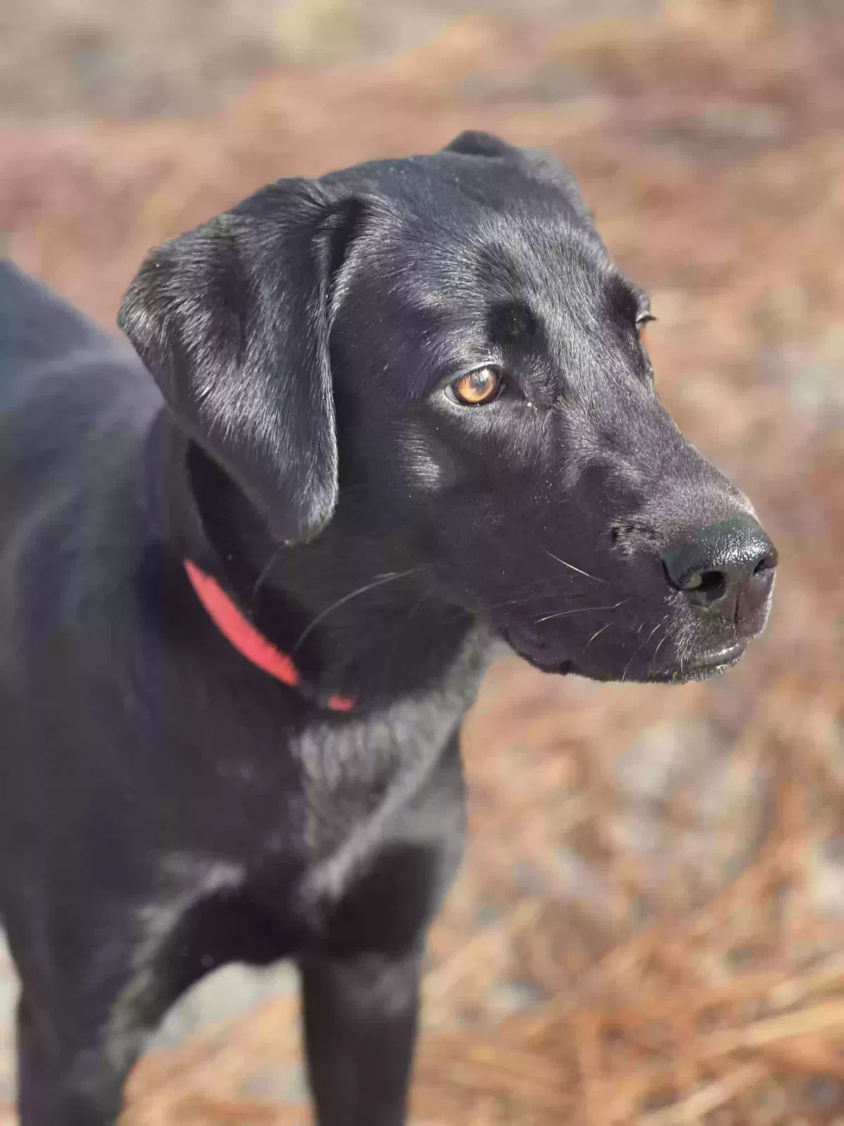 Lost dog in Little Rock, AR, 72201