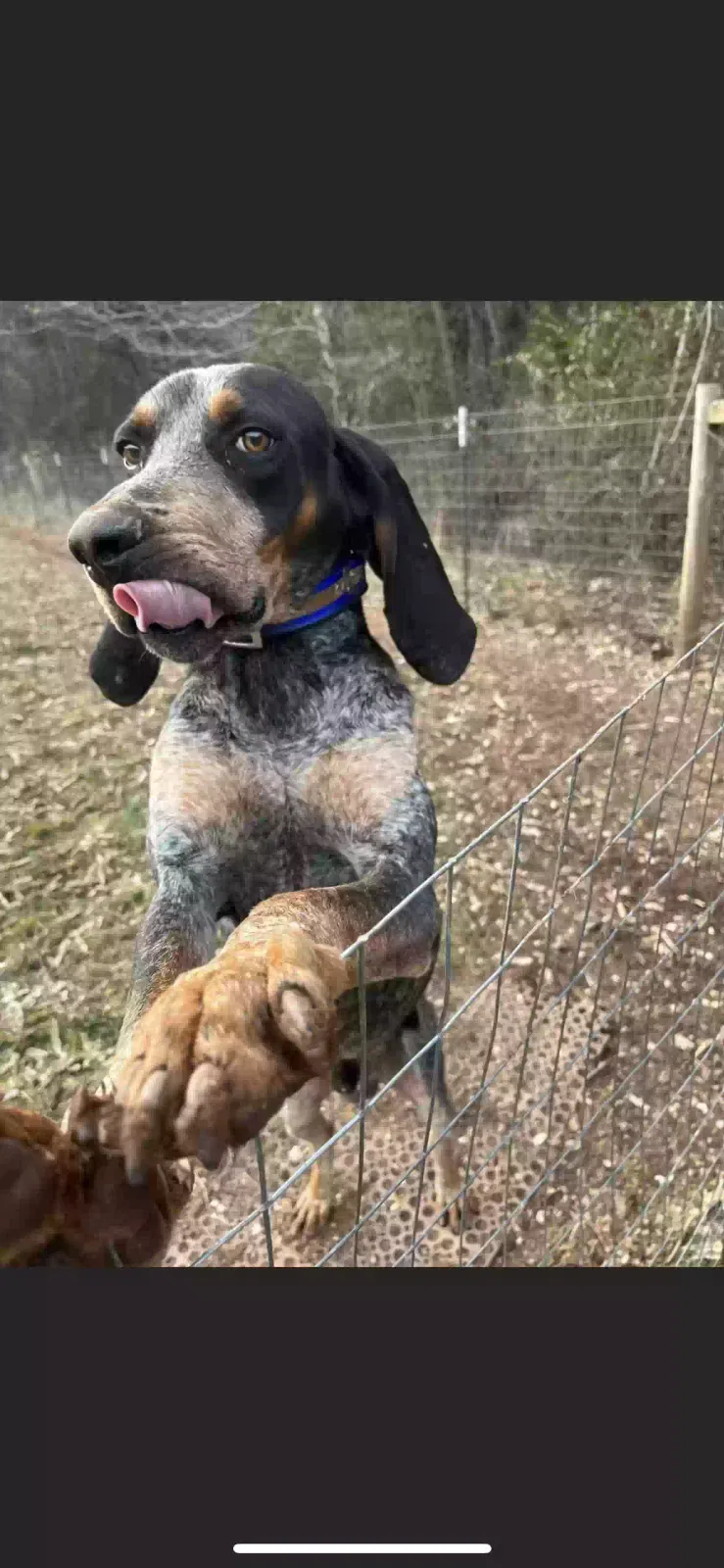 Lost dog in Knoxville, TN, 37920