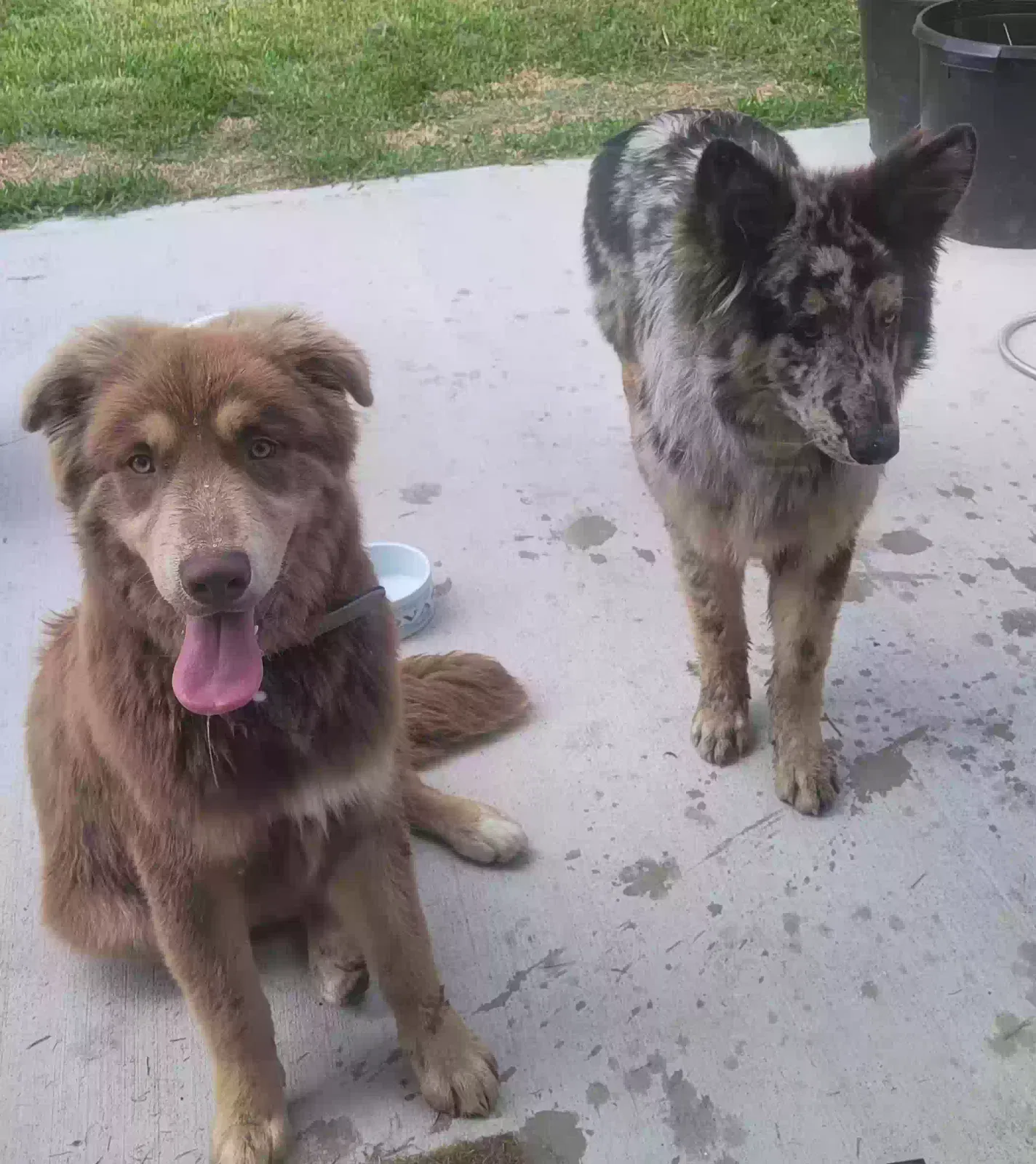 Found dog in Houston, TX, 77013