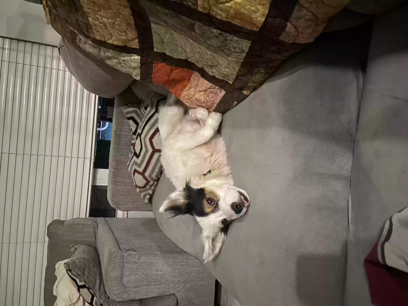 Lost dog in Melbourne, FL, 32904