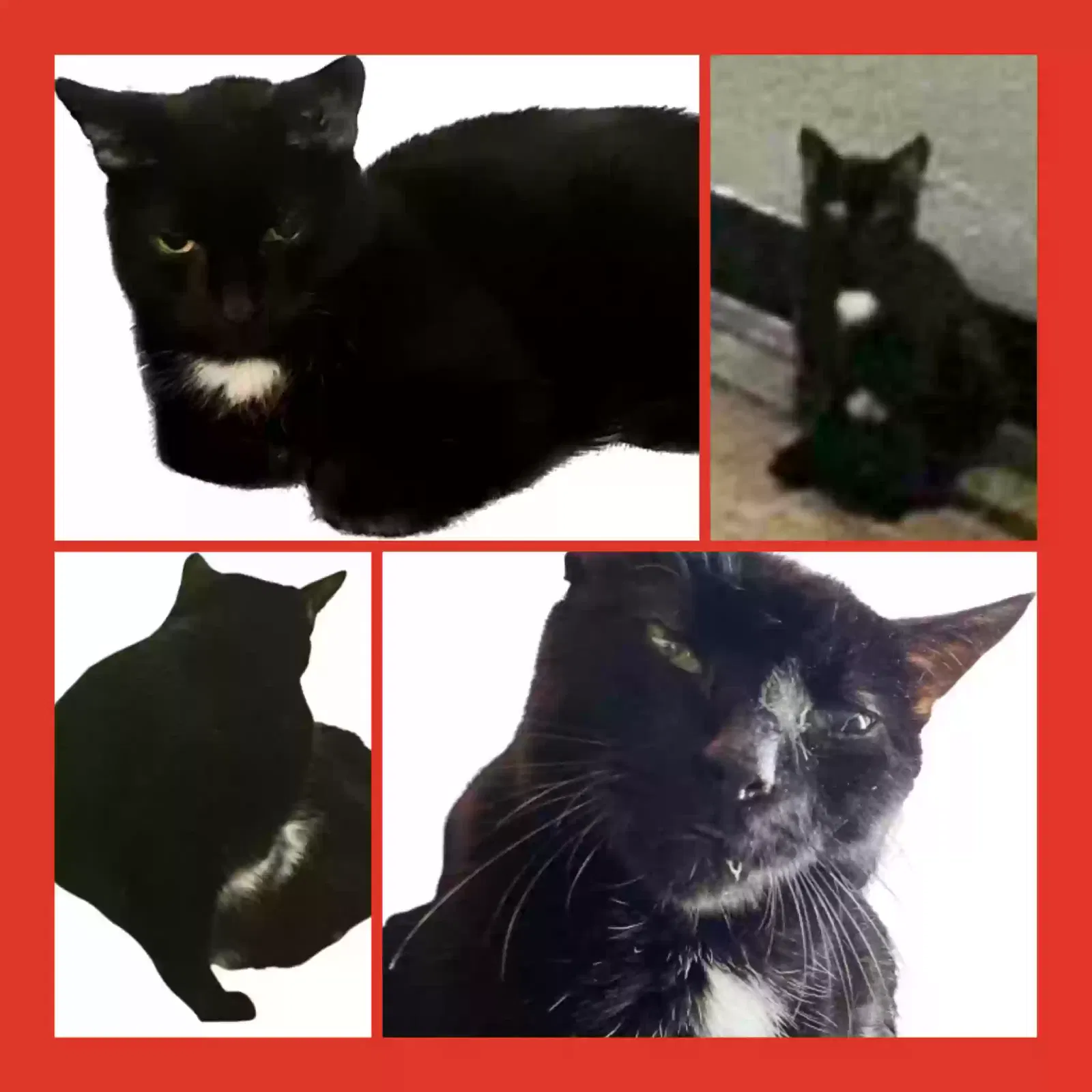 Lost cat in Bronx, NY, 10456