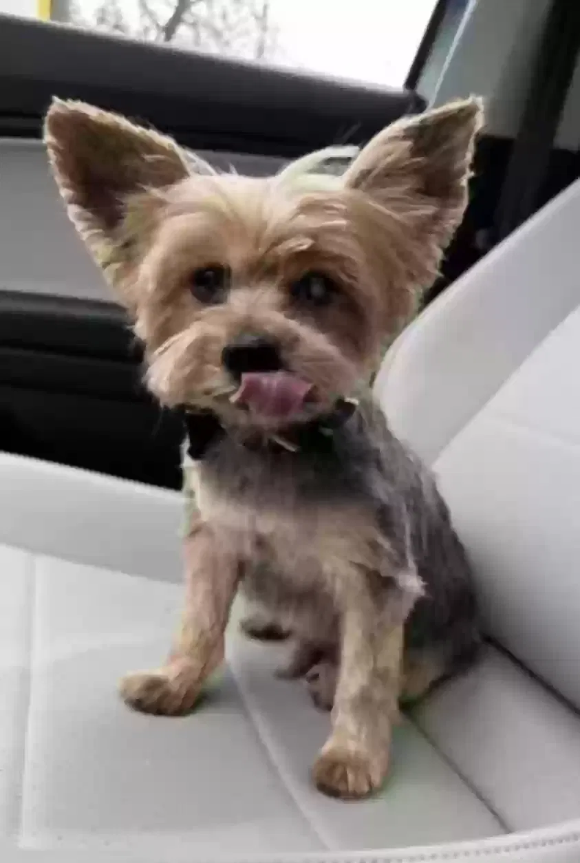 Lost dog in Rockaway Park, NY, 11694