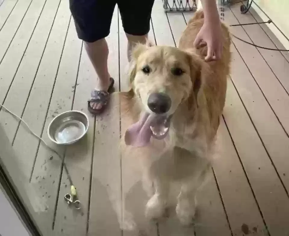 Found dog in Herriman, UT, 84096