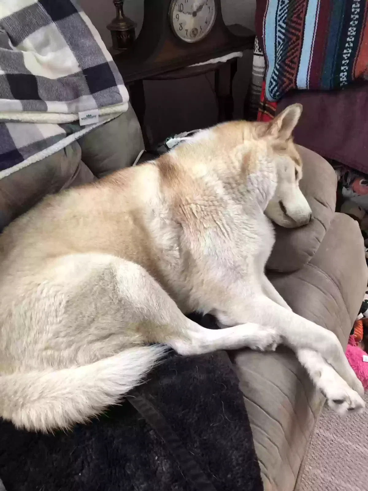 Lost dog in Rochester, NY, 14617