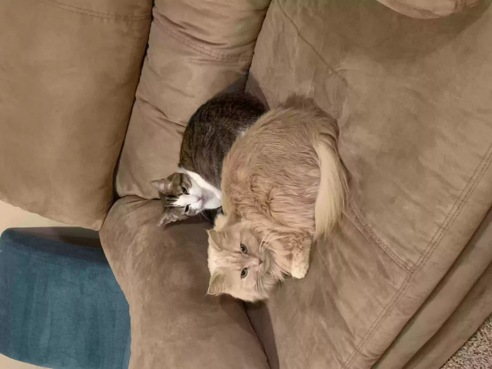 Lost cat in Derby, KS, 67037