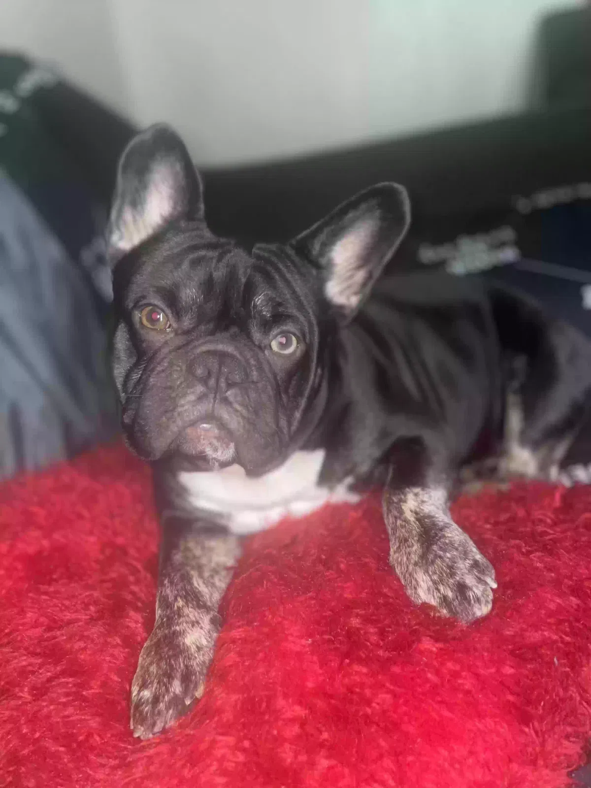 Lost dog in Rancho Cordova, CA, 95670