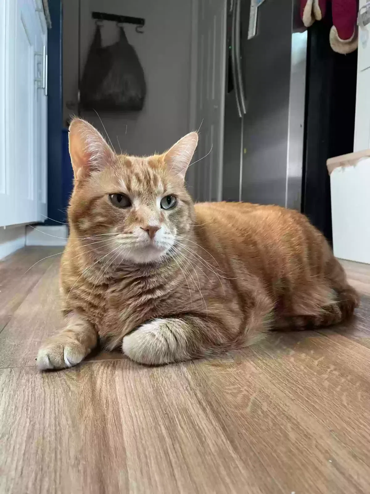 Lost cat in Ellenwood, GA, 30294