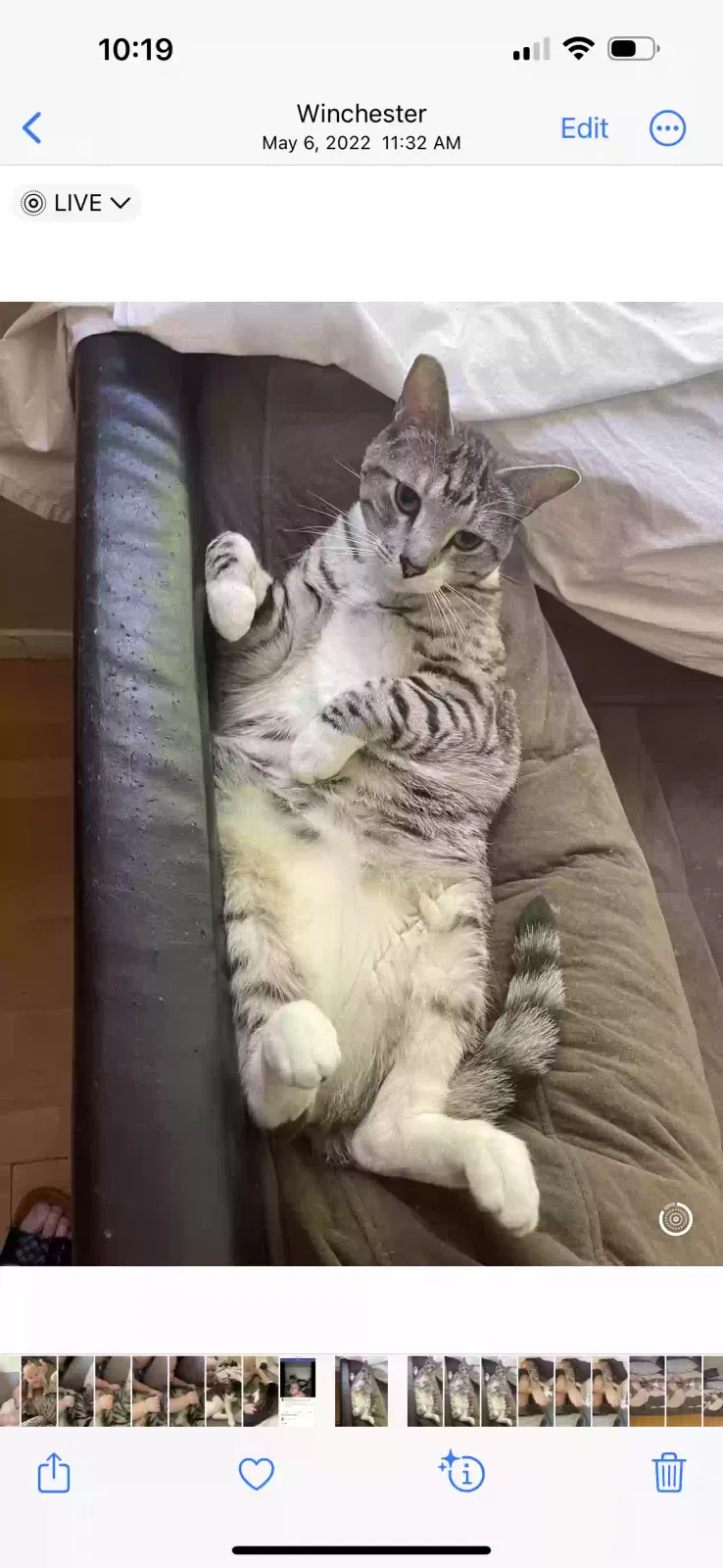 Lost cat in Las Vegas, NV, 89121