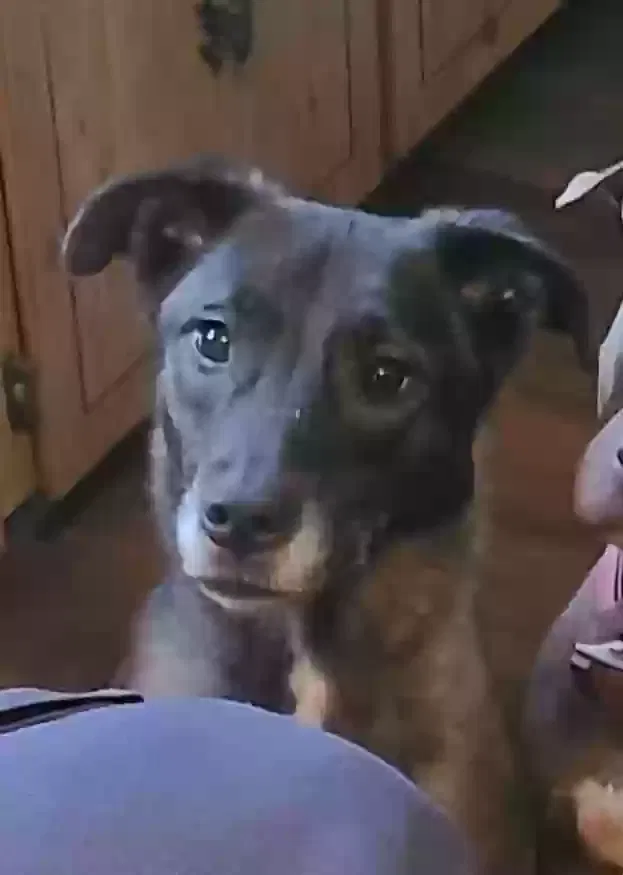 Lost dog in Pikeville, NC, 27863
