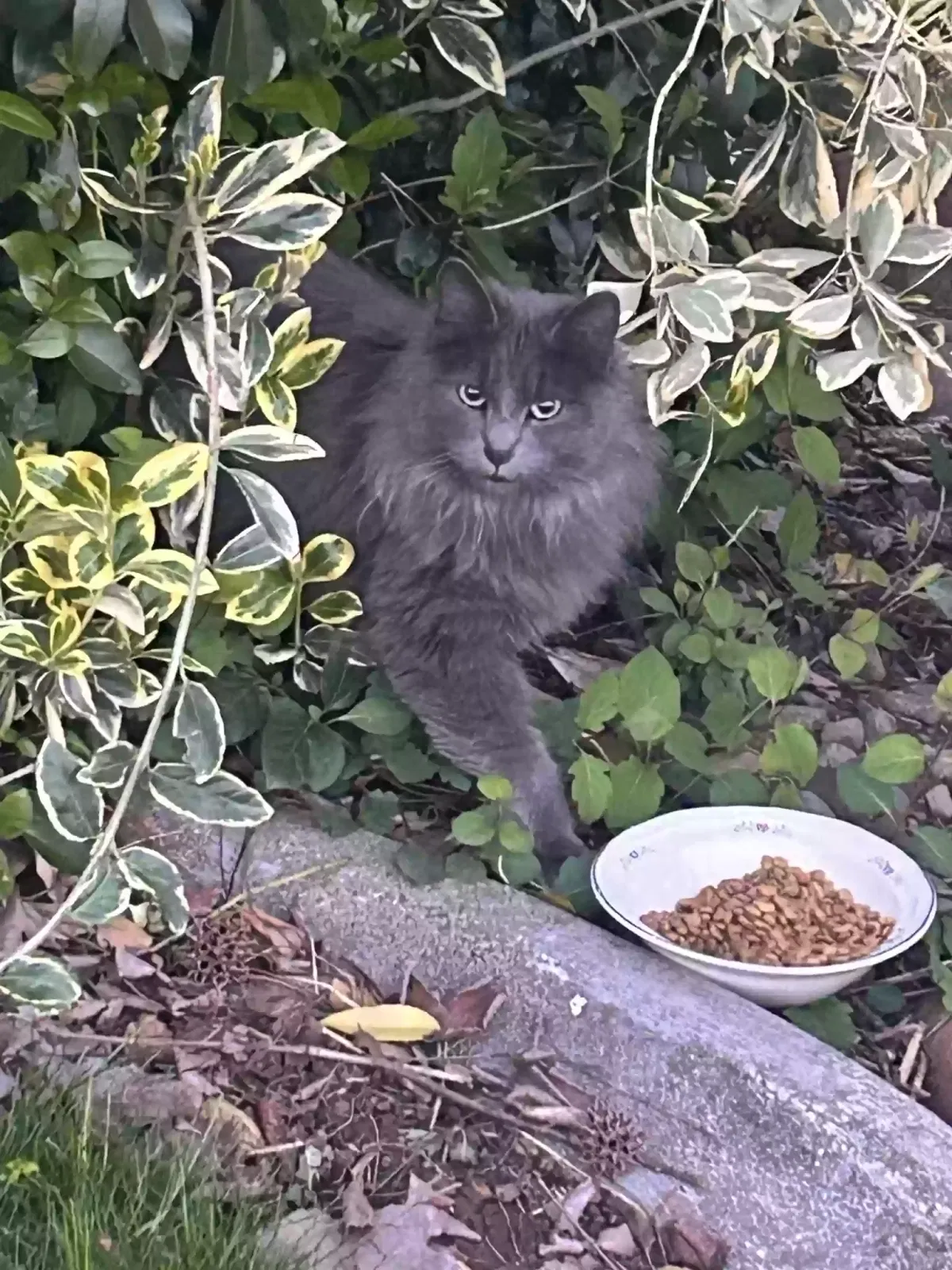 Found cat in Redding, CA, 96002