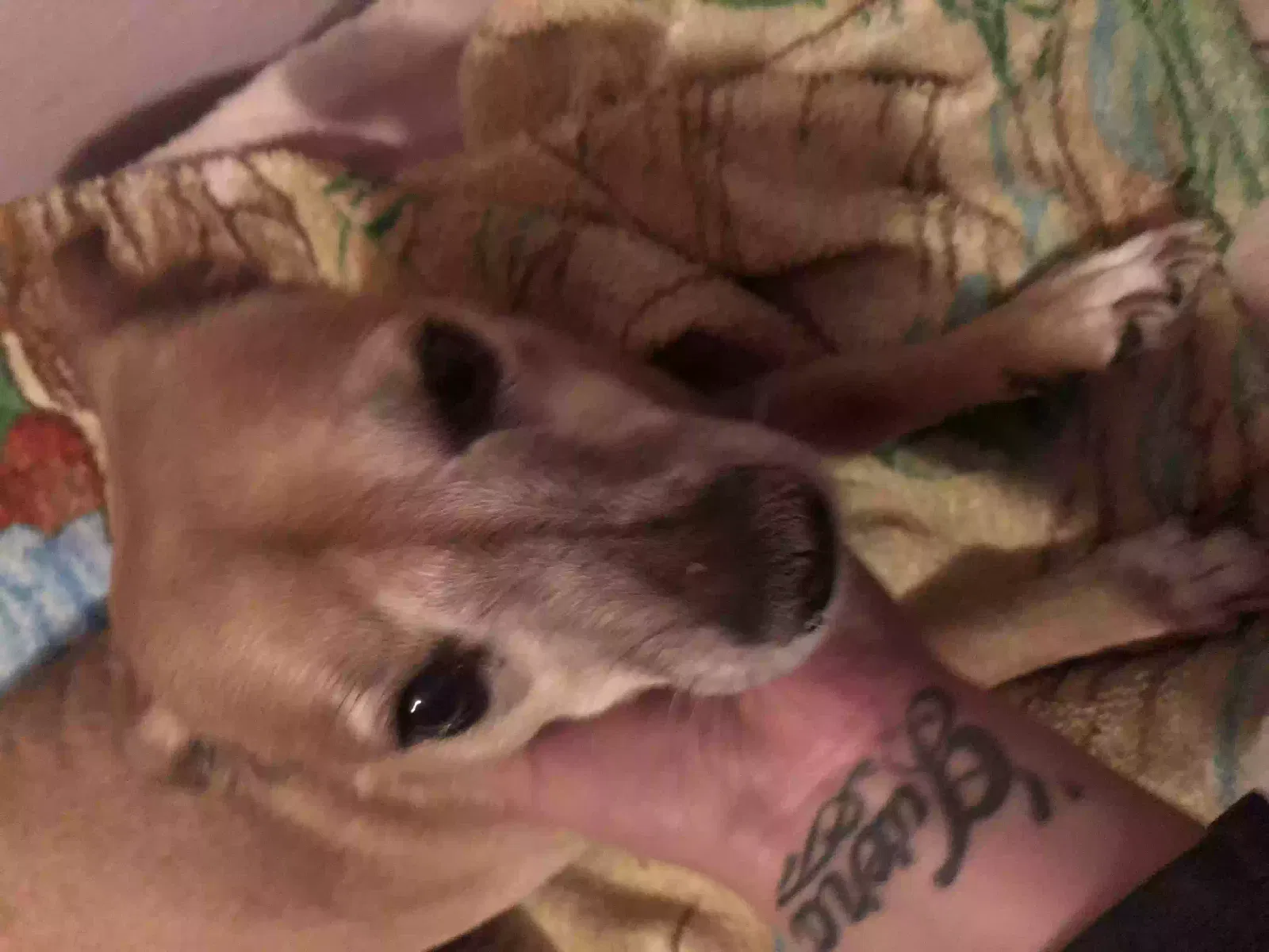 Lost dog in Sahuarita, AZ, 85629