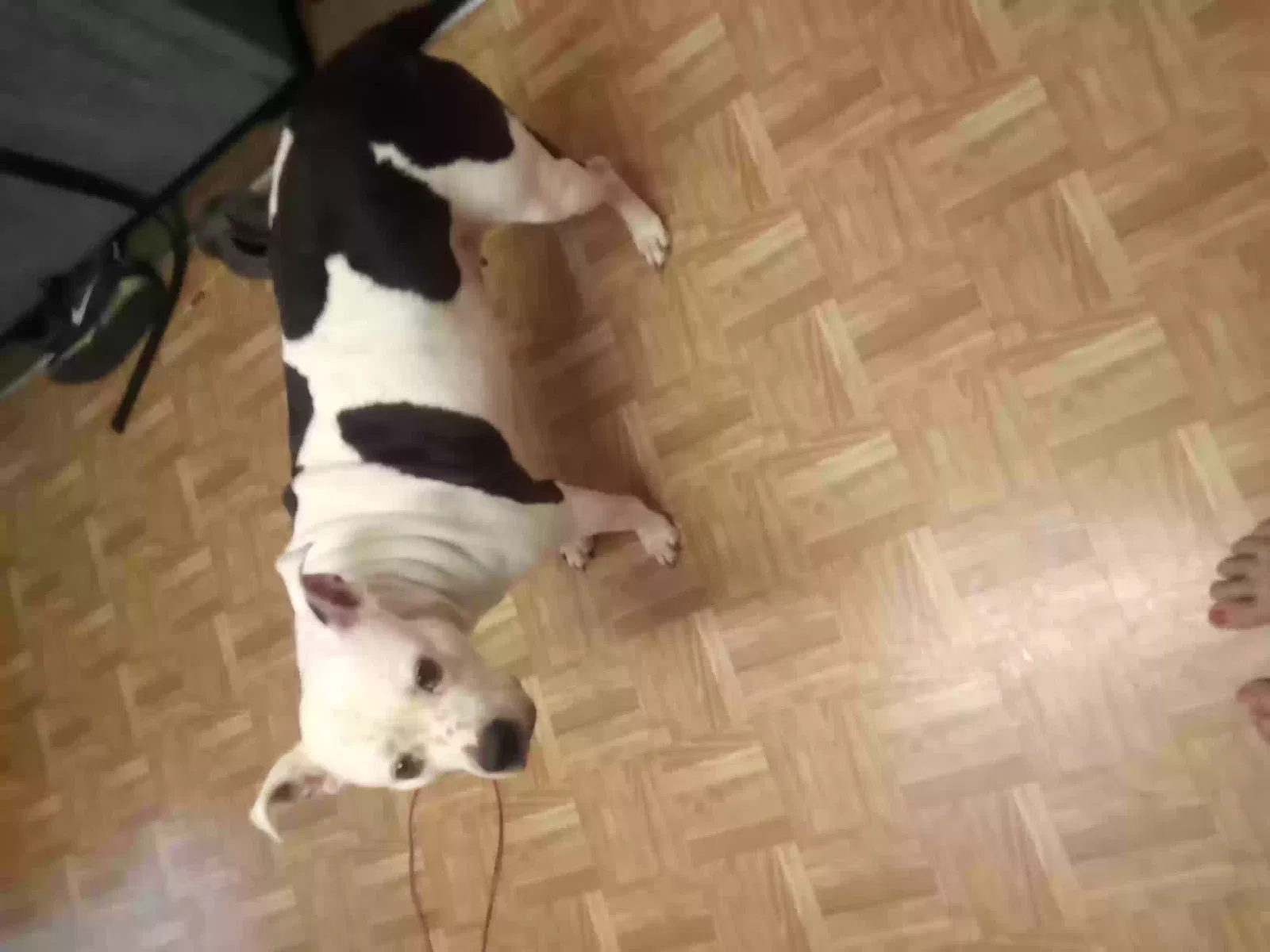 Lost dog in Dallas, TX, 75228