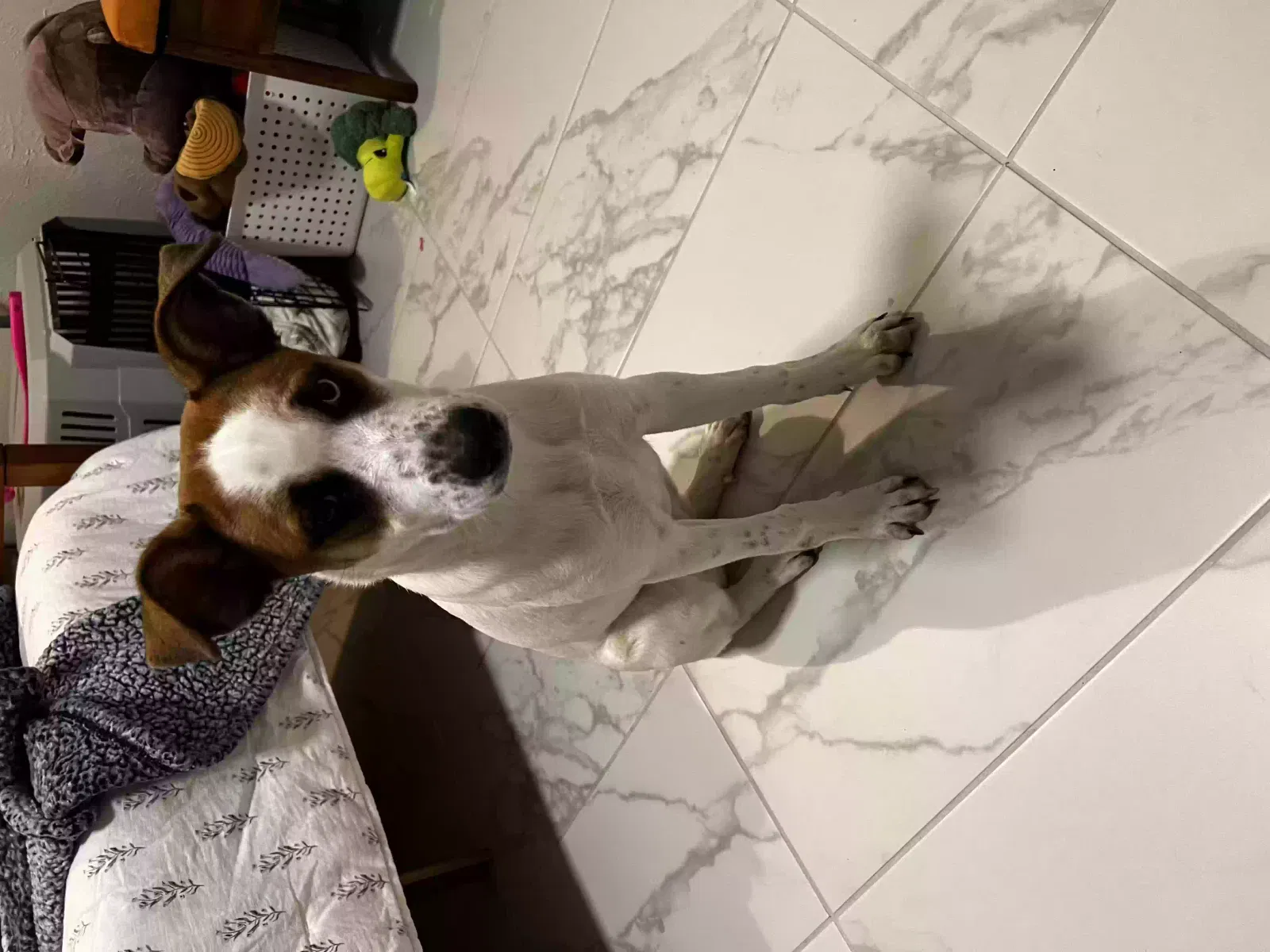 Lost dog in Carrollton, TX, 75006