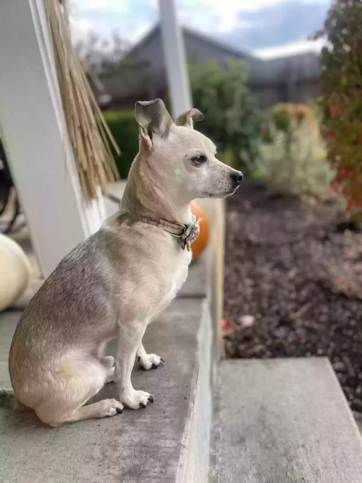 Lost dog in Portland, OR, 97266