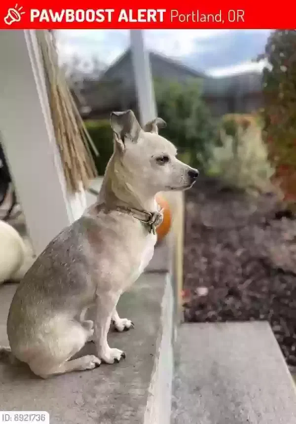 Lost dog in Portland, OR, 97266