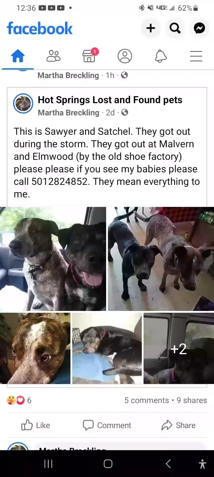 Lost dog in Hot Springs National Park, AR, 71913