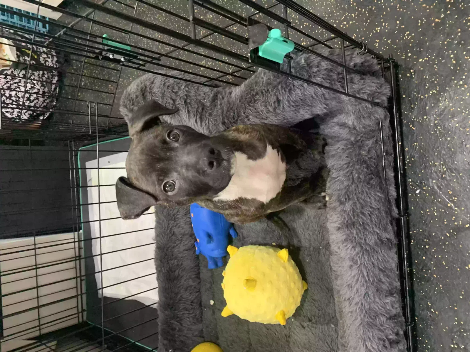 Lost dog in Indianapolis, IN, 46226