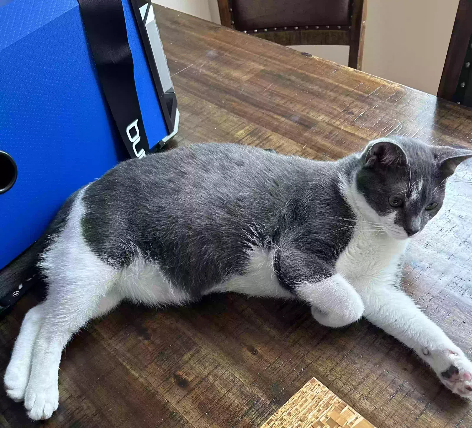 Lost cat in Murrieta, CA, 92563