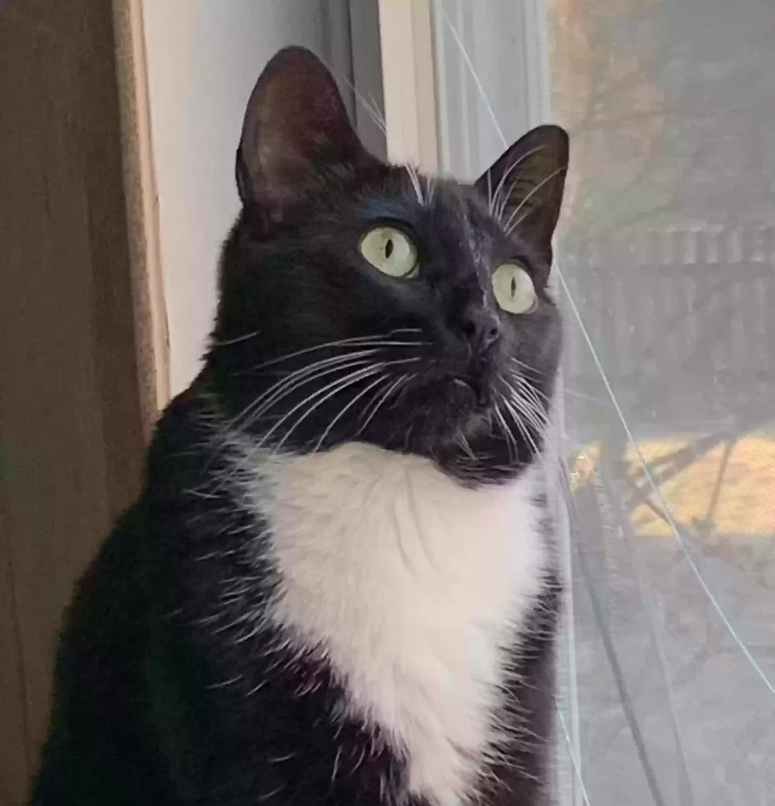 Lost cat in Grayslake, IL, 60030