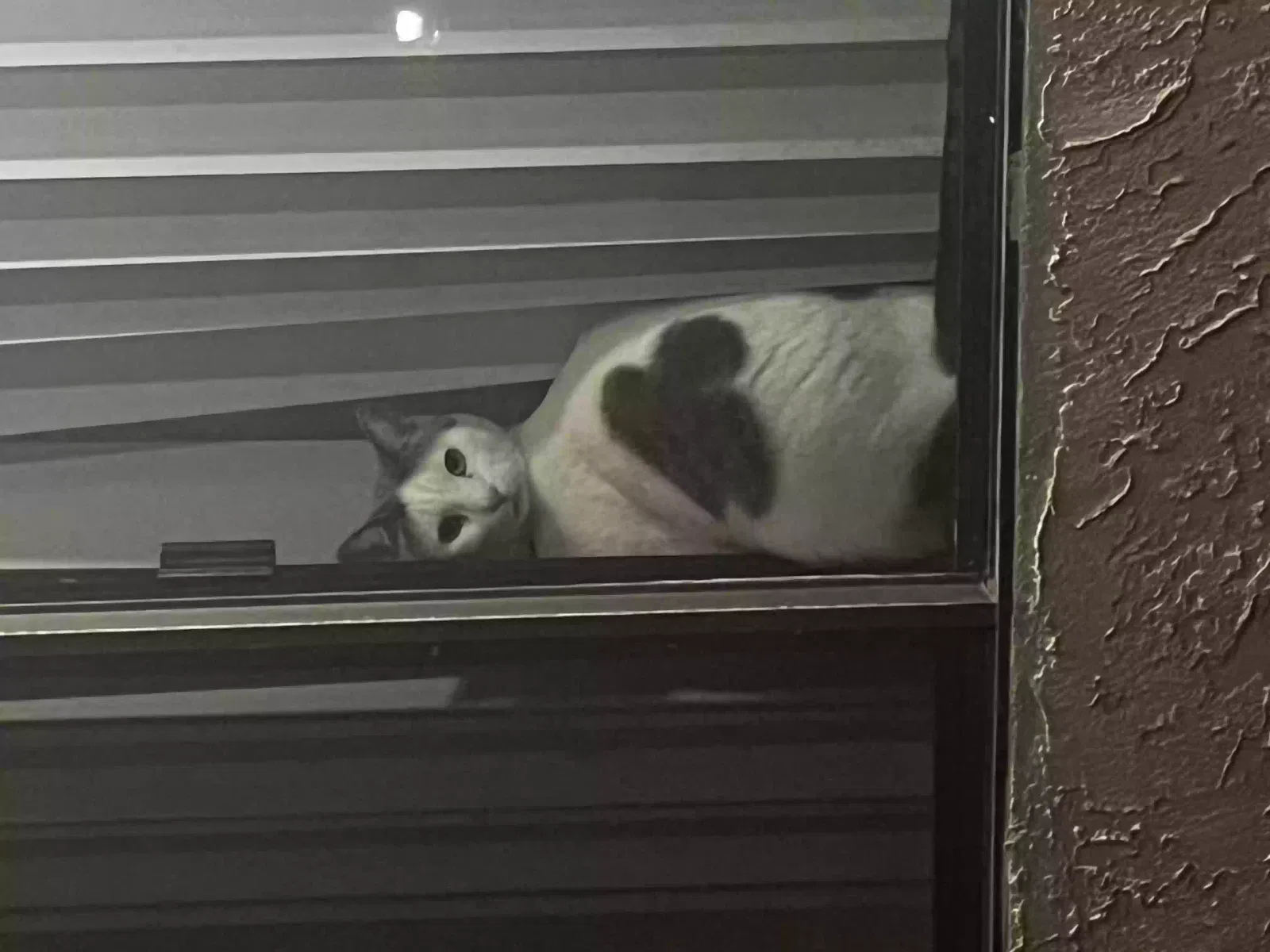 Lost cat in San Diego, CA, 92126