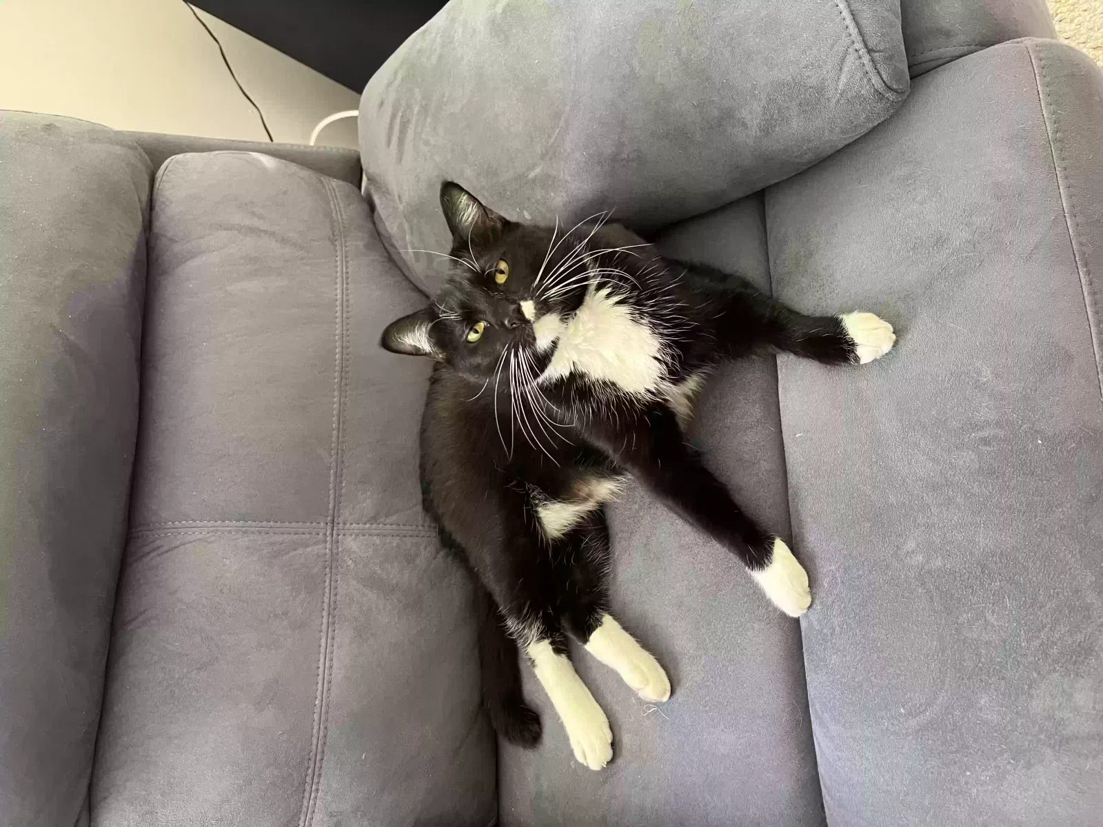 Lost cat in Atlanta, GA, 30312