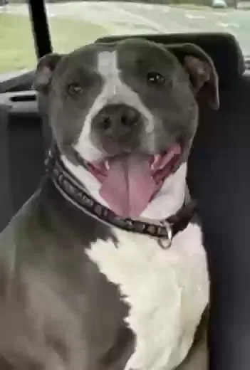 Lost dog in Cadiz, KY, 42211