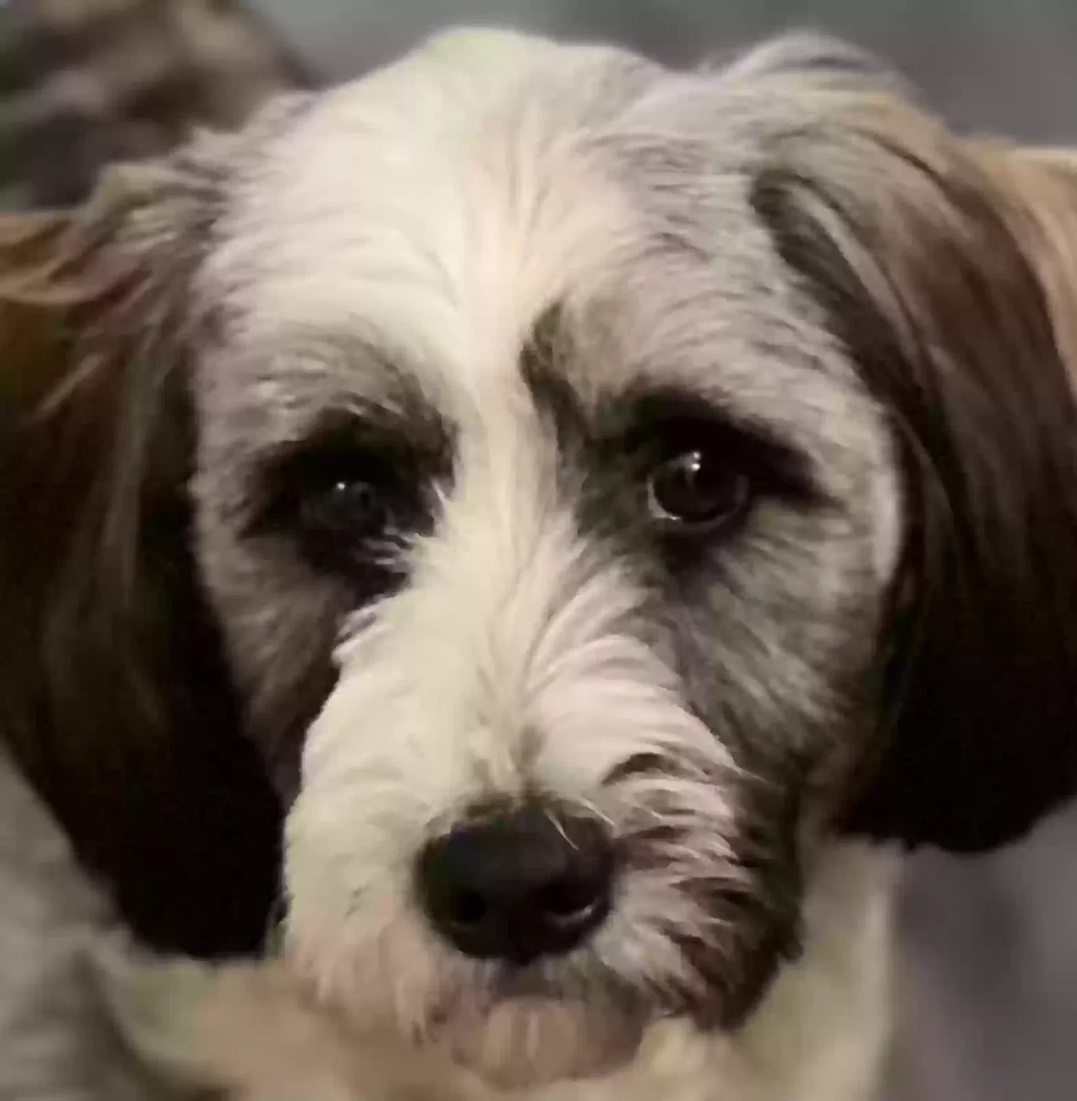 Lost dog in Conroe, TX, 77304